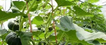 星空体育入口包含里程碑夜罗马调整名单本菲卡战术微调备战社区盾，这操作让人直呼：内马尔在拜仁比赛中回归赛场的词条